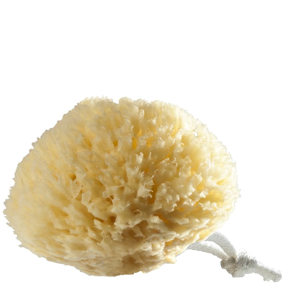  Sea sponge
