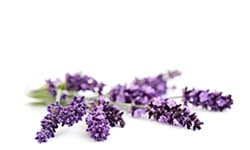Stoechiol