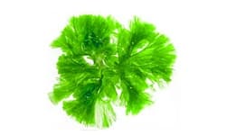 Algae extract