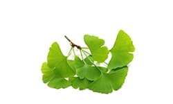 Ginkgo extract