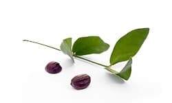 Jojoba oil 