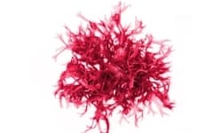 Calcareous red algae particles