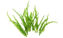 Sea Fennel Extract 